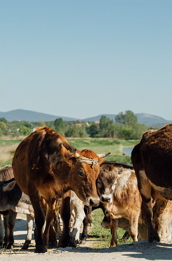 Grupo Agrobratin